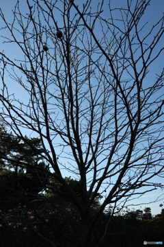 習志野市　谷津バラ園