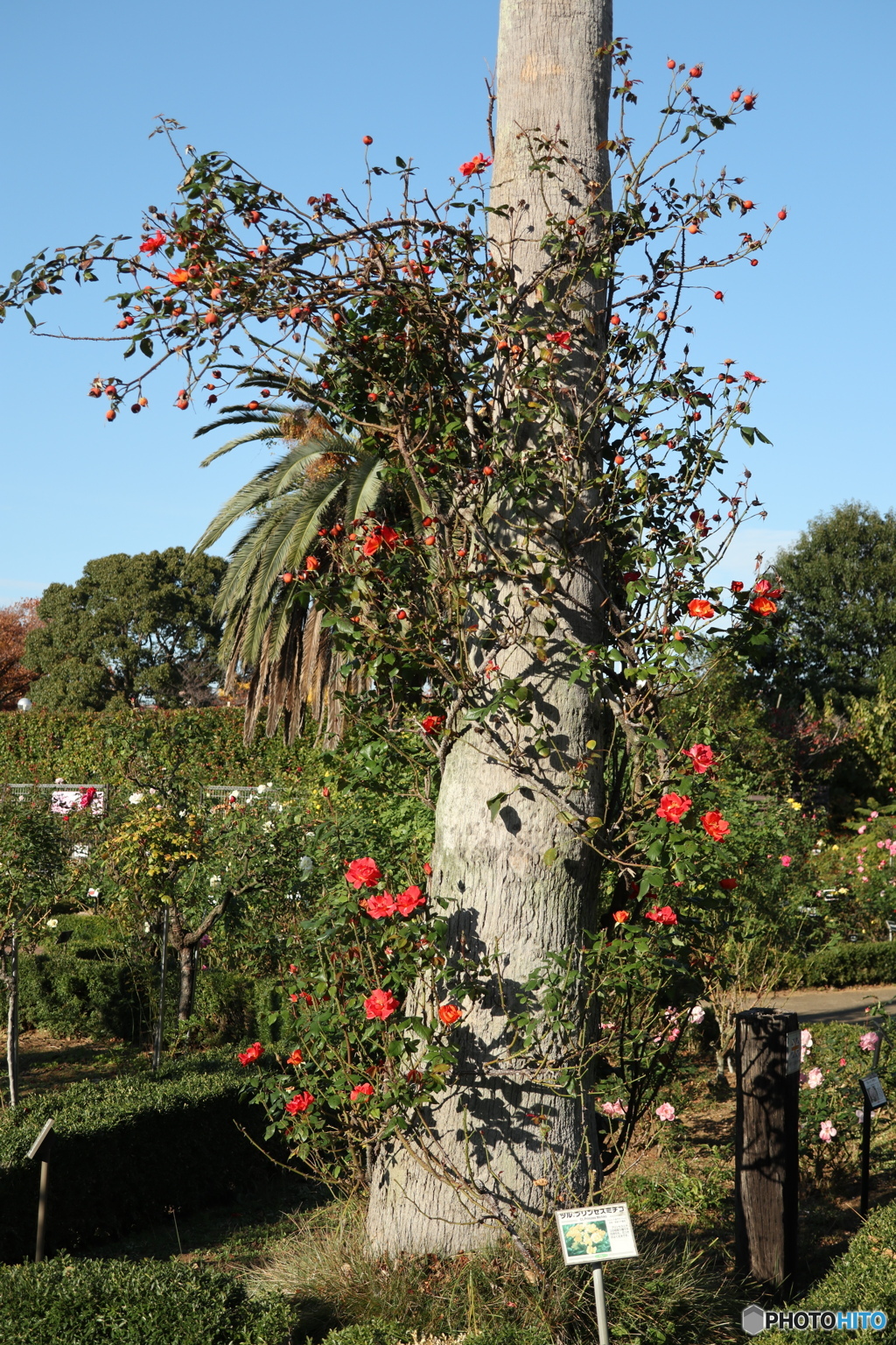 習志野市　谷津バラ園