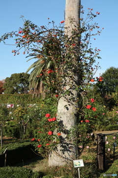 習志野市　谷津バラ園