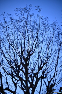 散歩コーススナップ