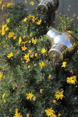 散歩コーススナップ