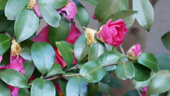 散歩コーススナップ