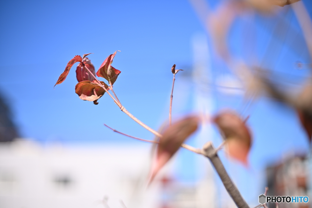 散歩コーススナップ