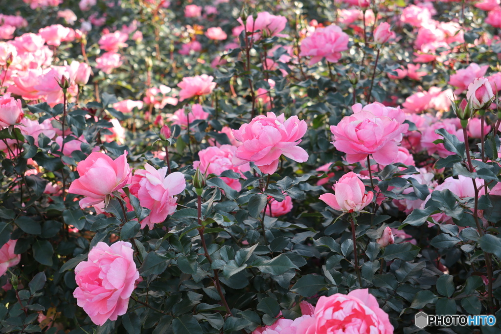 習志野市　谷津バラ園