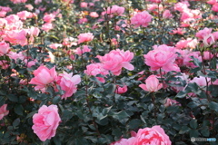 習志野市　谷津バラ園