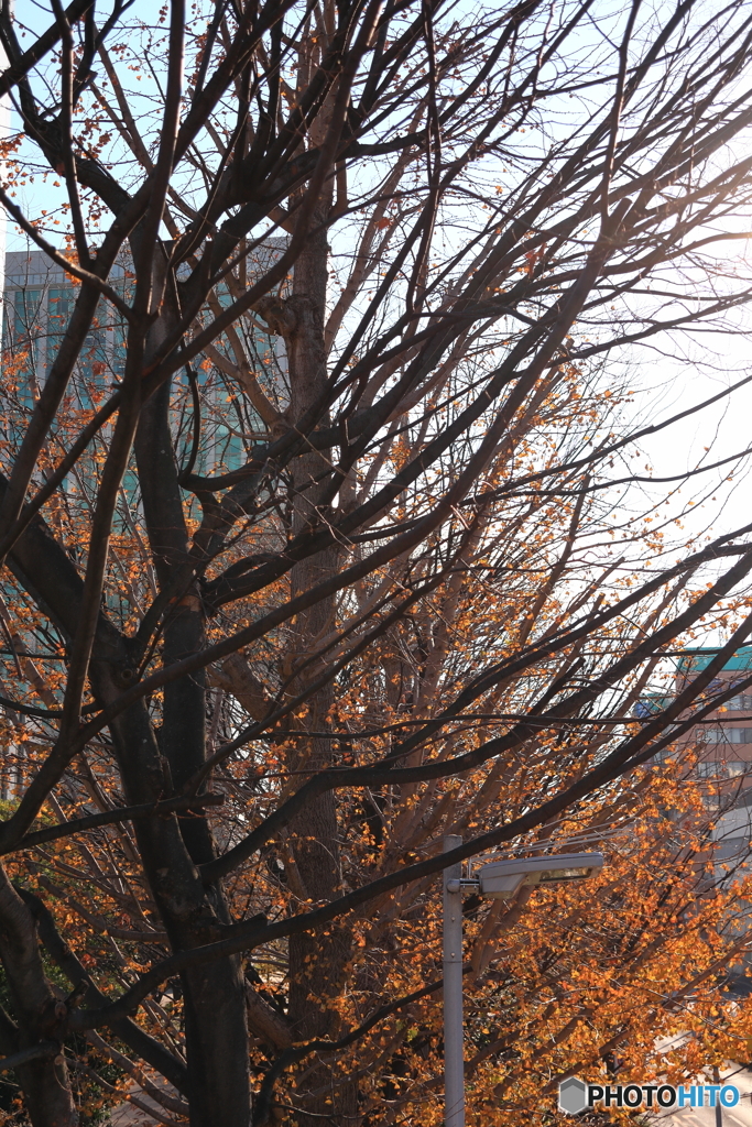 散歩コーススナップ