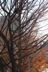 散歩コーススナップ