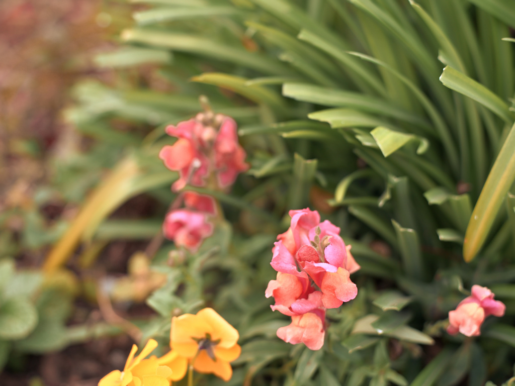 散歩コーススナップ