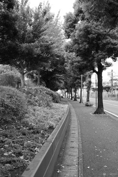 散歩コーススナップ
