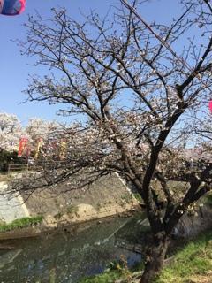 海老川　桜１