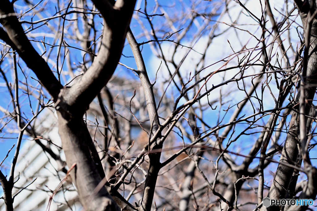 散歩コーススナップ