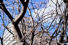 散歩コーススナップ