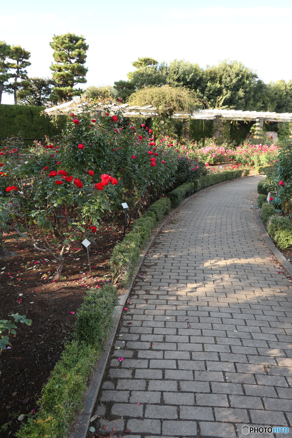 習志野市　谷津バラ園