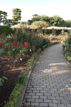 習志野市　谷津バラ園