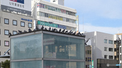 散歩コーススナップ