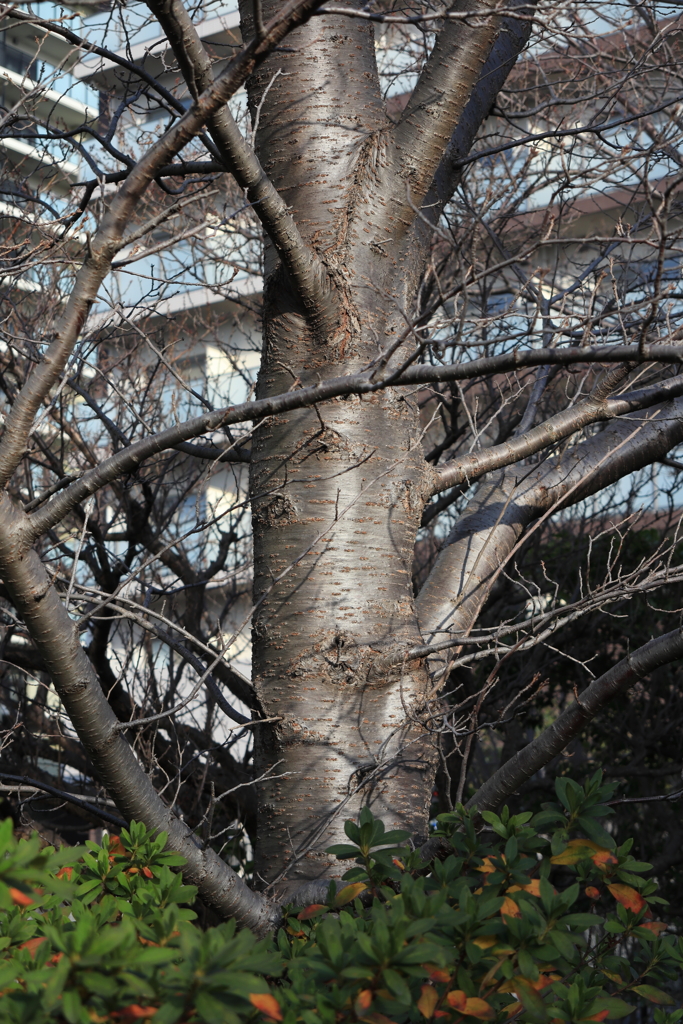 散歩コーススナップ