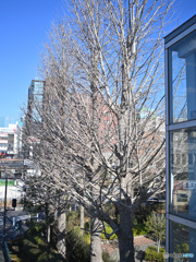 散歩コーススナップ