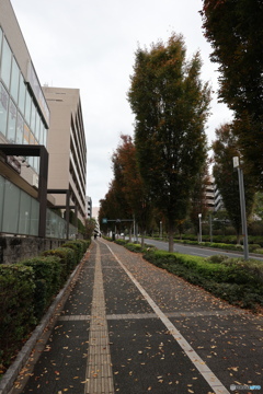 散歩コーススナップ