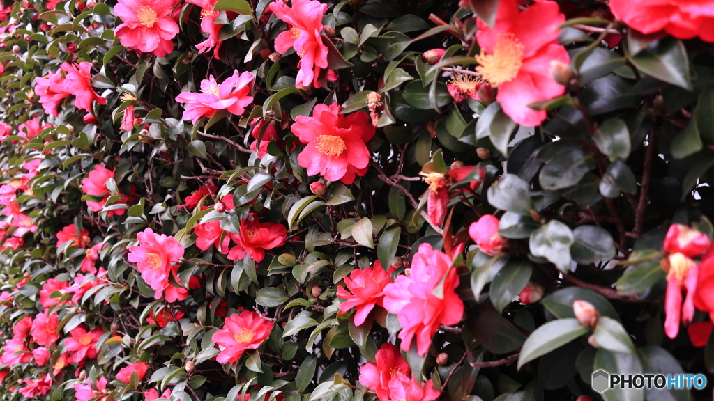 散歩コーススナップ