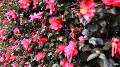 散歩コーススナップ