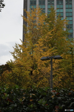 散歩コーススナップ