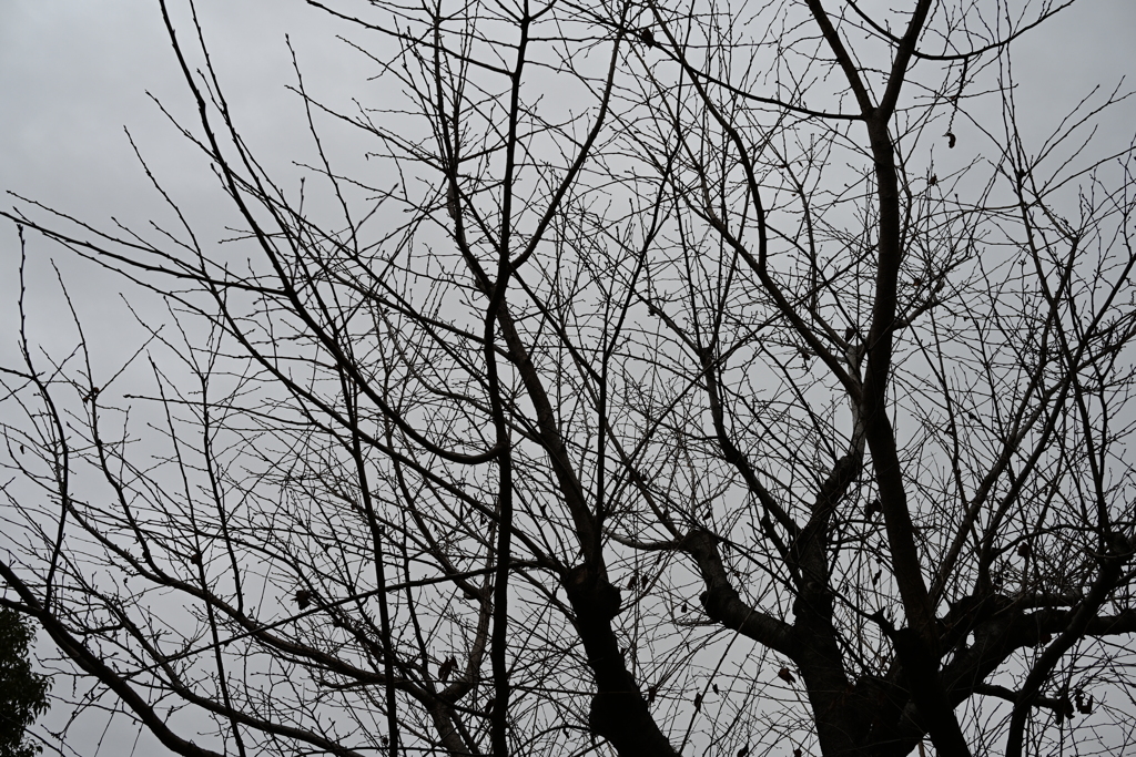 散歩コーススナップ