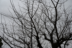 散歩コーススナップ