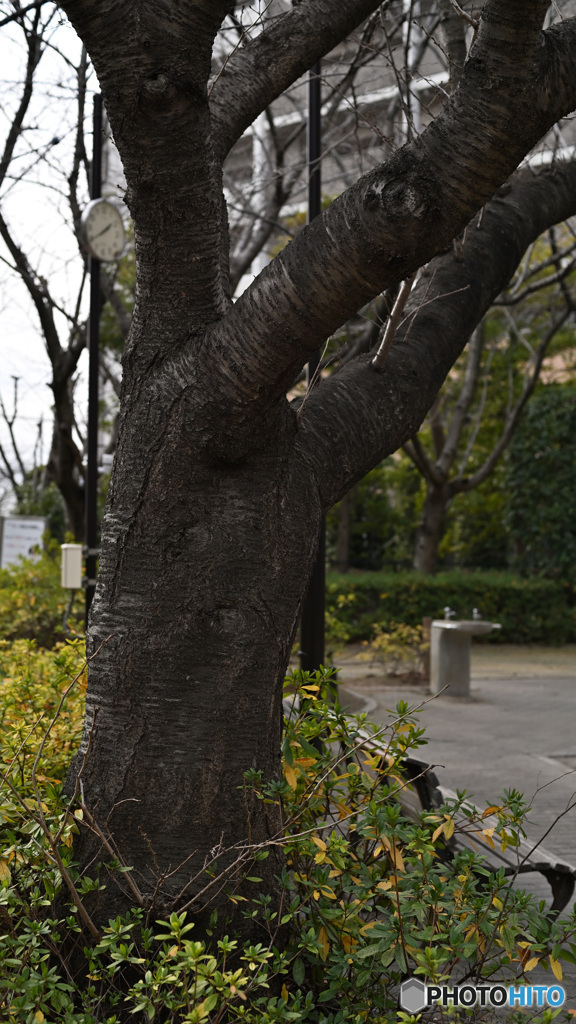 散歩コーススナップ