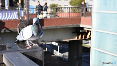 散歩コーススナップ