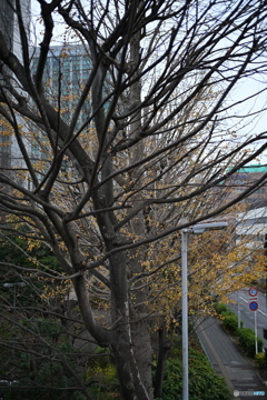 散歩コーススナップ