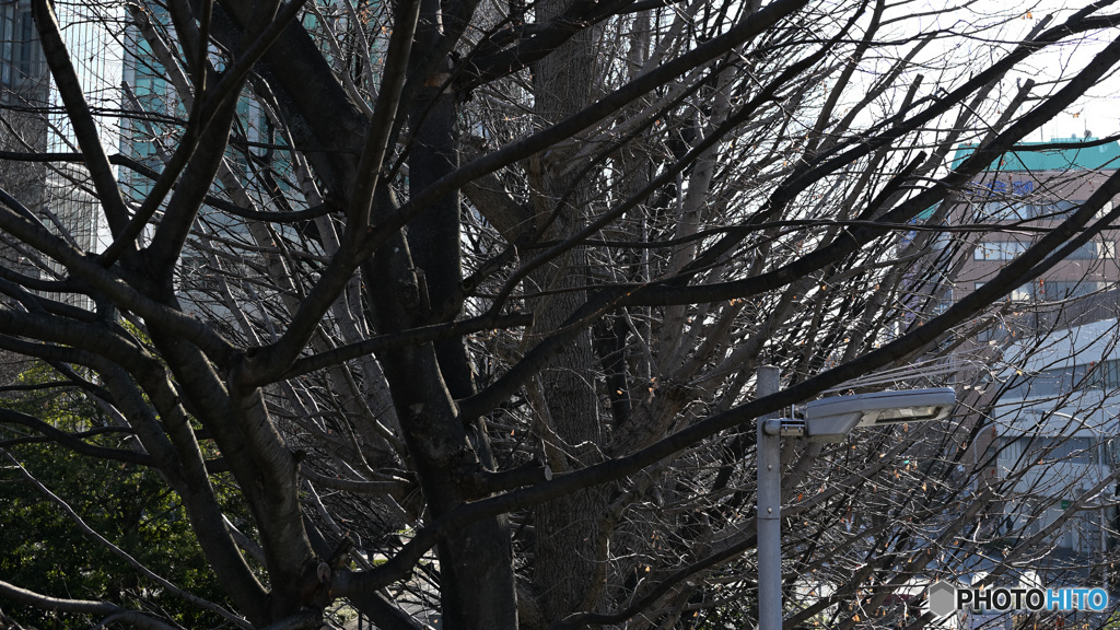 散歩コーススナップ