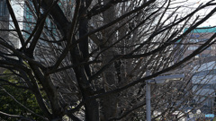 散歩コーススナップ