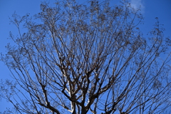 散歩コーススナップ