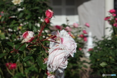 習志野市　谷津バラ園