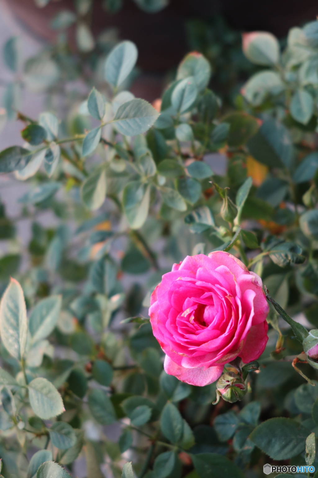 ベランダで咲くバラ