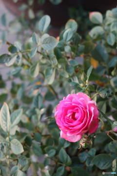 ベランダで咲くバラ