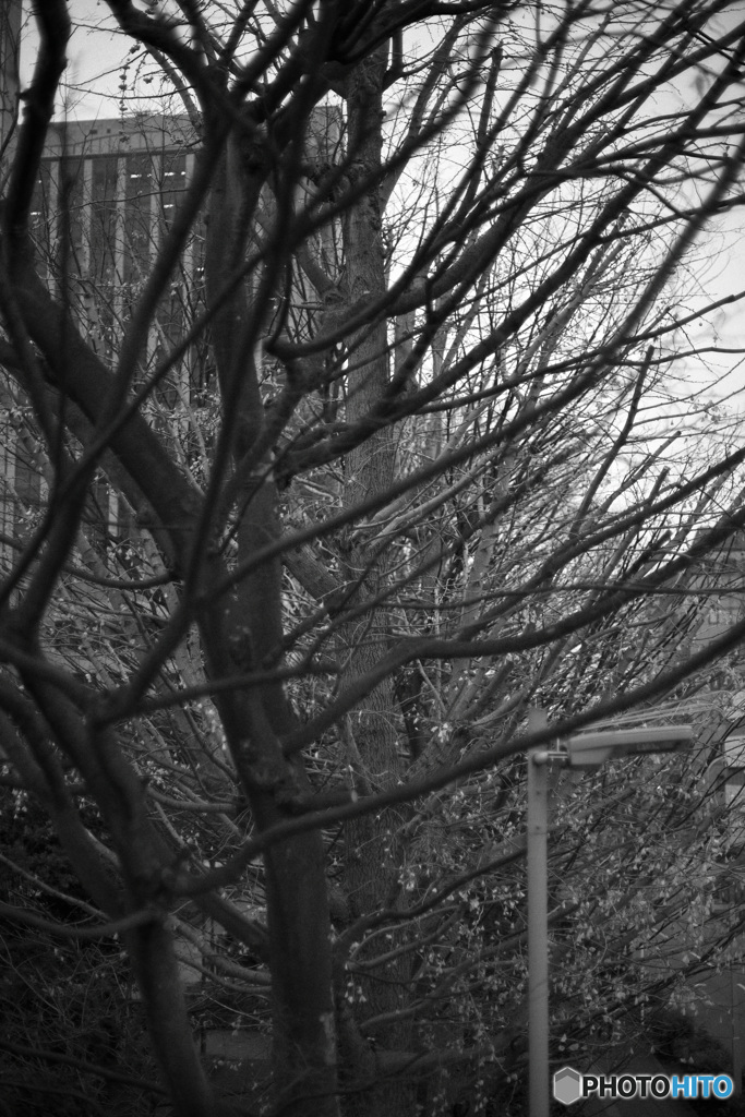 散歩コーススナップ