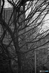 散歩コーススナップ