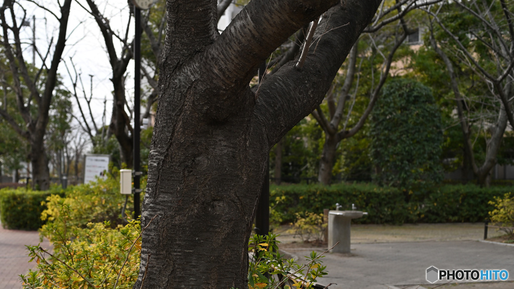 散歩コーススナップ