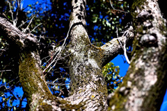 散歩コーススナップ