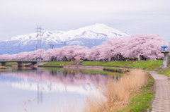 鳥海山と桜1