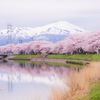 鳥海山と桜1