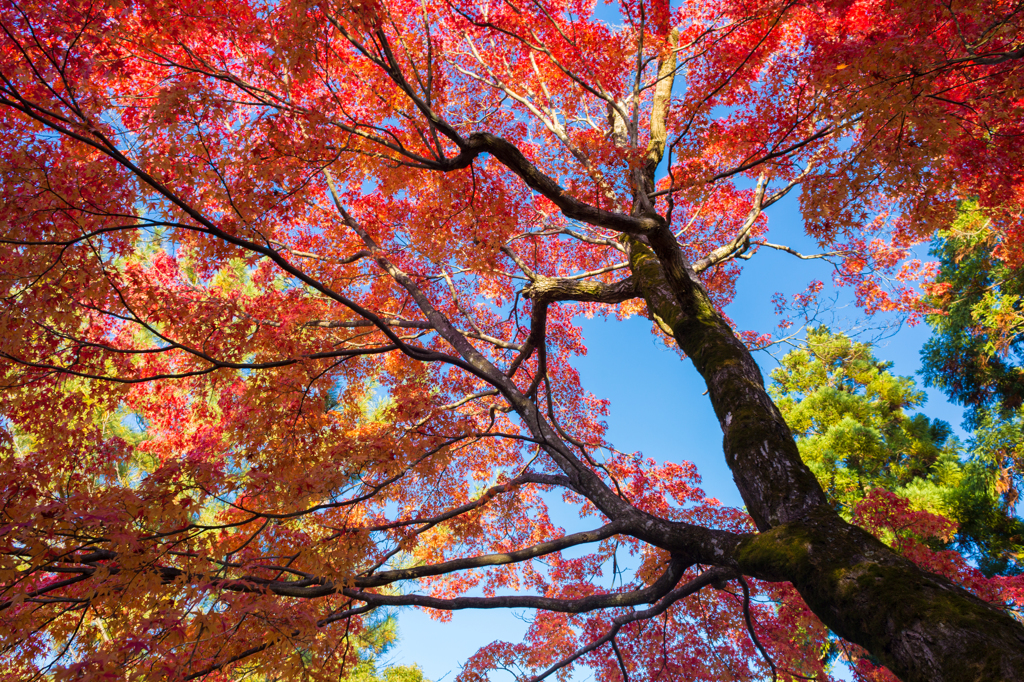 カラフルな紅葉
