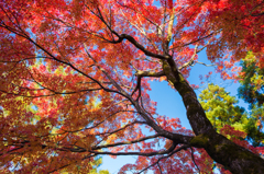カラフルな紅葉