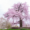 円山公園枝垂桜