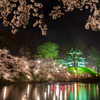 高田公園　夜桜