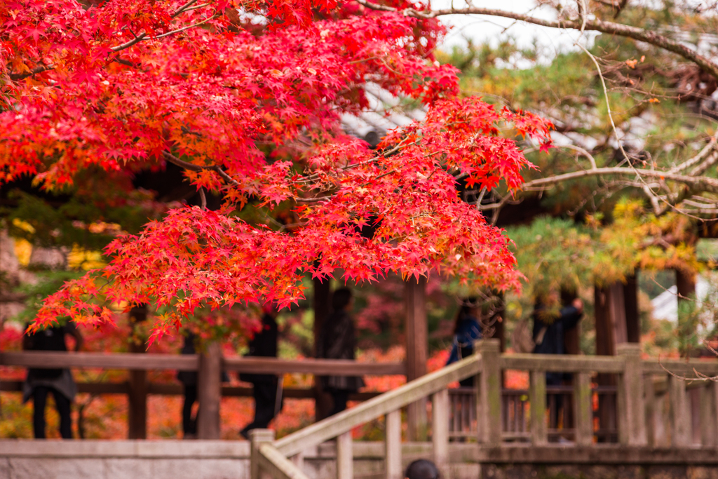 紅の廊下