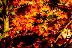 光り輝く紅葉と影