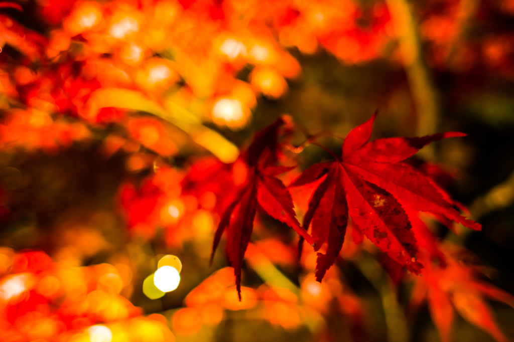 夜の紅葉