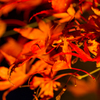 優雅な紅葉
